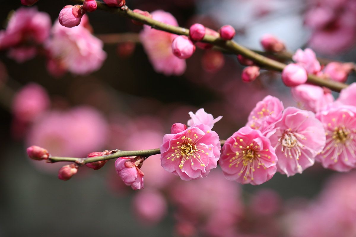 梅の花 枡屋儀兵衛 Kimono Factory Nono